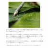 月桃が持つ恵みと巡り